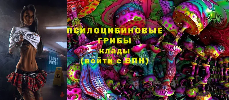 Псилоцибиновые грибы Cubensis  Барнаул 